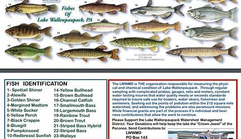 lake champlain fish species chart
