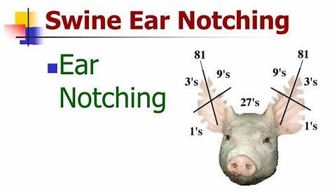 swine ear notching worksheet