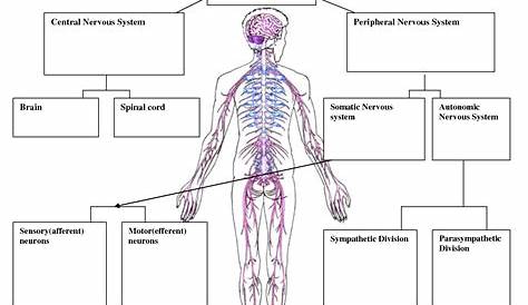 Central Nervous System Worksheet - Letter A Worksheets