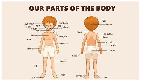 body parts chart in english
