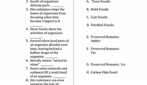 grade 3 fossil fact families worksheet