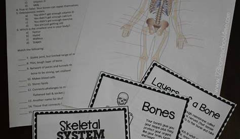 FREE Skeletal System Worksheets Kids
