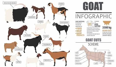 The Goat Breed Guide - The Happy Chicken Coop