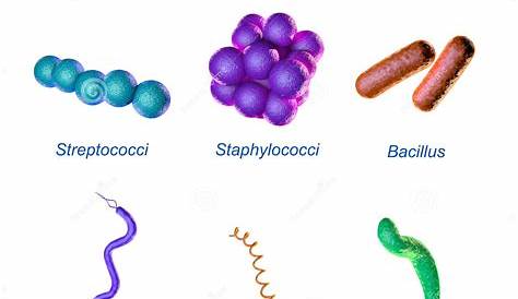 the shapes of bacteria worksheet