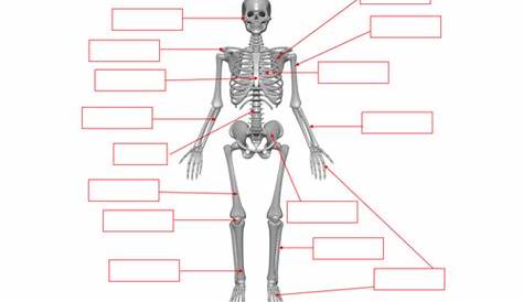 Skeleton - bones labelling worksheet by benmarshall939 - Teaching