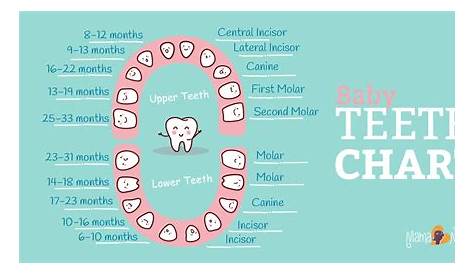 Baby Teething Chart: What Order Do They Come In? - Mama Natural