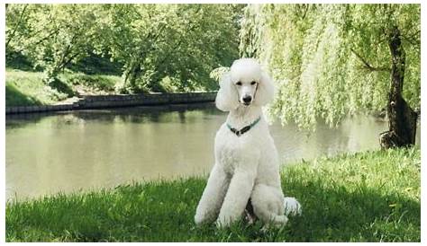 Standard Poodle Growth and Weight Chart (Male & Female) - K9 Web