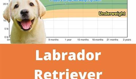 growth chart for labrador retrievers