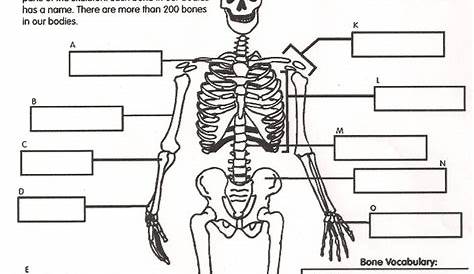 Worksheets Skeletal System