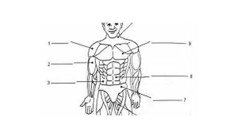 human muscles worksheet