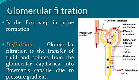 glomerular filtration and tubular reabsorption chart