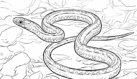 Free Snakes Coloring Pages Printable, Download Free Snakes Coloring