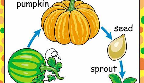 Preschool Pumpkin Theme Lesson Plan | TeachersMag.com