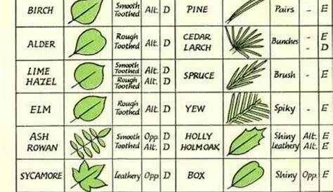 Tree identification guide : r/coolguides