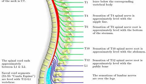 Diagram showing the relationship between spinal nerve roots and
