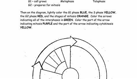 The Cell Cycle Coloring Worksheet Answers FREE Printable Worksheets