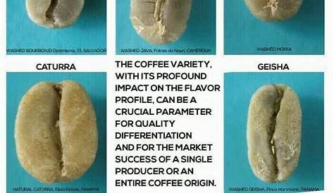 types of coffee bean comparison
