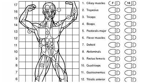 easy worksheets on the muscular system