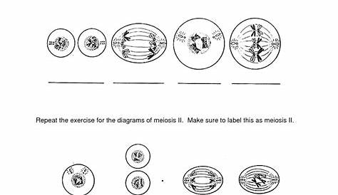 meiosis activity worksheet