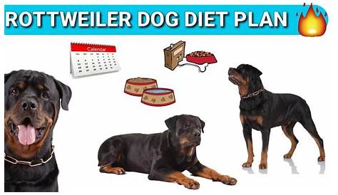 What Is The Best Food To Feed A Rottweiler