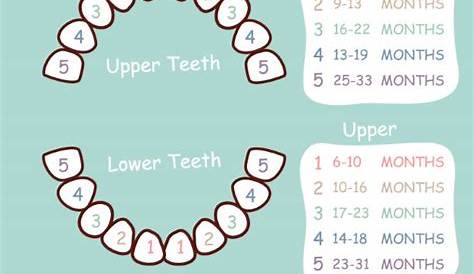 Losing Baby Teeth Timeline - Babies Tips