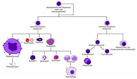 hematopoietic stem cell medium