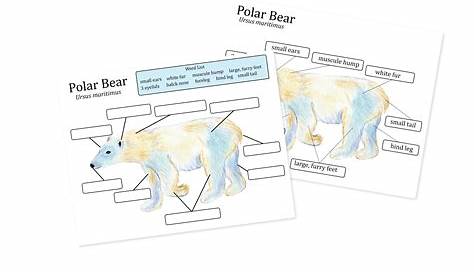 Polar Bear Anatomy worksheets Homeschool printables Nature | Etsy