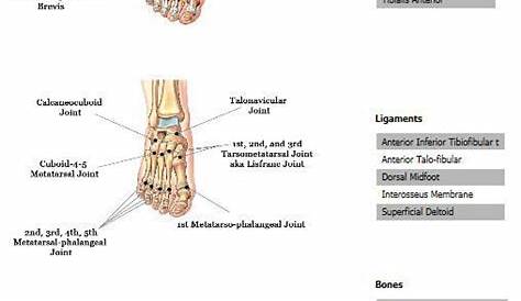 Foot Anatomy | Sol Foot & Ankle Centers