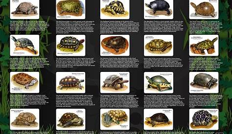 russian tortoise diet chart