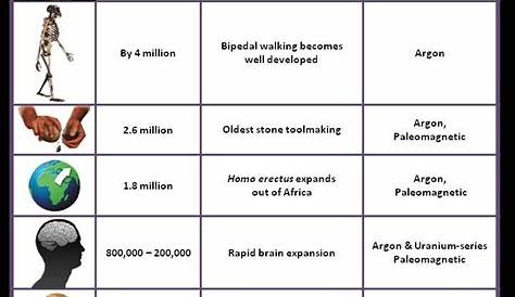 human evolution worksheet answer key