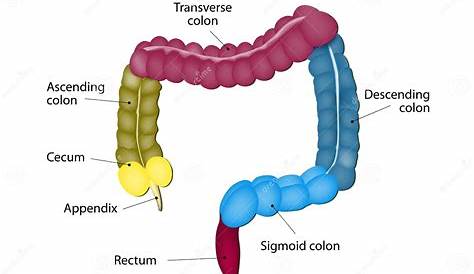 Large Intestine. Human Anatomy Stock Vector - Illustration of bolus