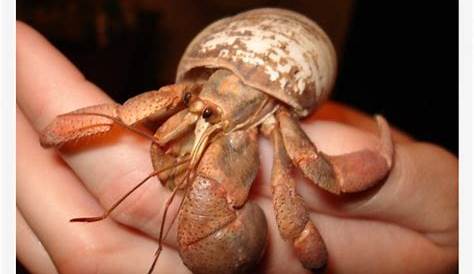 how big does a hermit crab get