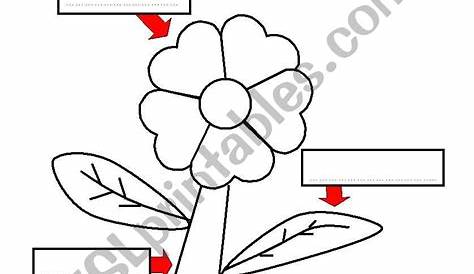 parts of a plant - ESL worksheet by feelie