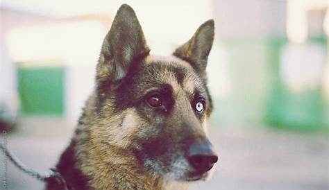 German shepherd with different-colored eyes by Lucas Ottone - Stocksy