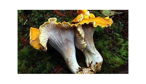 Pacific Northwest | Stuffed mushrooms, Pacific northwest, Edible wild