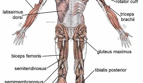 Human Body Muscle Diagrams | 101 Diagrams