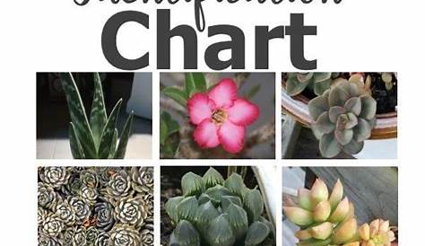 Identify your succulent with this chart Tall Succulents, Types Of