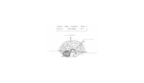 Parts of our brain - ESL worksheet by wichadaw