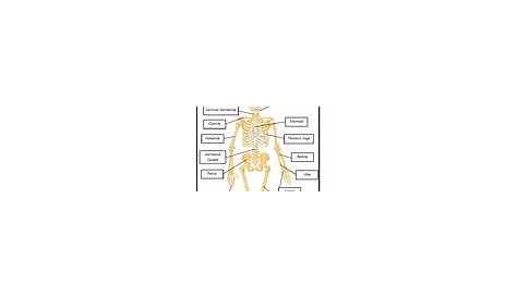human skeleton labeled worksheets