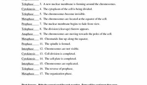 meiosis 1 and meiosis 2 worksheet answer key