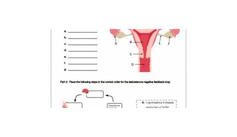 reproductive system worksheets and answer
