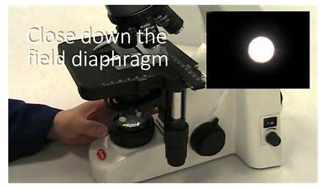 Setting up a compound microscope for Kohler illumination - YouTube