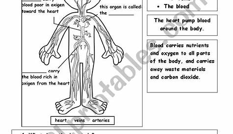 Circulatory System - ESL worksheet by Teacher Claudia M.