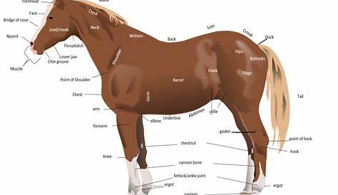 anatomy-of-the-horse | Horse Courses Online