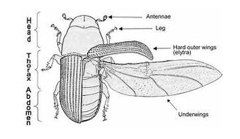 Beetle Anatomy - Mountain Pine Beetles