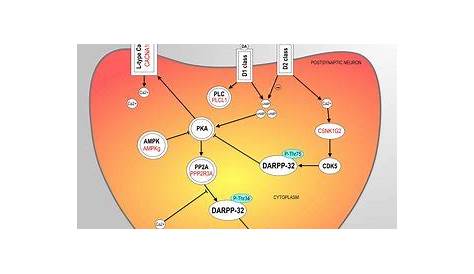 Schematic representation of the Dopamine-DARPP32 Feedback in cAMP