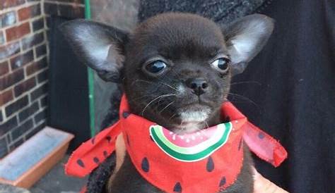 Teacup size chihuahua puppies | in Oldham, Manchester | Gumtree