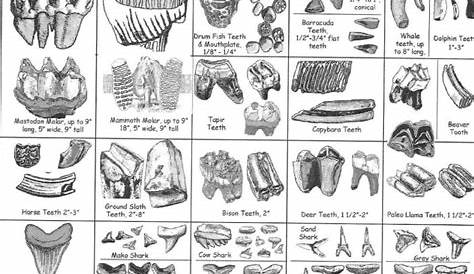 Fossil tooth identification | Peace river, Shark tooth fossil, Fossil
