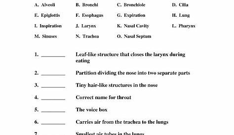 12 Best Images of Respiratory System Worksheet Answer Key - Respiratory