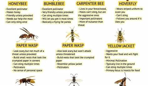 Pin by LeRoy Hemond on Charts | Bee identification, Wasp spray, Pollination